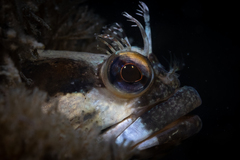 Neoclinus uninotatus