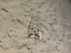 Caradrina montana