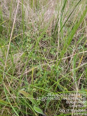 Pimelea spinescens spinescens