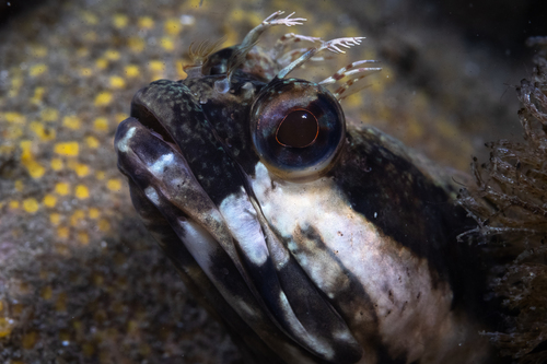 Onespot fringehead (Neoclinus uninotatus) — Chaenopsidae