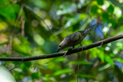 Thraupis palmarum