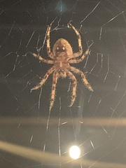Neoscona arabesca
