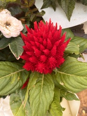 Celosia