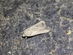 Caradrina montana