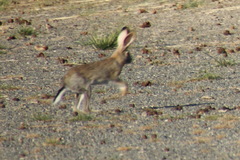 Lepus tolai