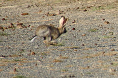 Lepus tolai