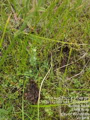 Pimelea spinescens spinescens