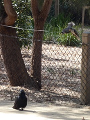 Corvus mellori