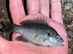 Lepomis miniatus