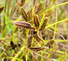 Cyperus bipartitus