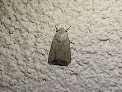 Caradrina montana