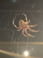 Neoscona arabesca