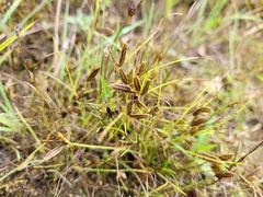 Cyperus bipartitus