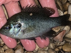 Lepomis miniatus