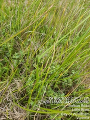 Pimelea spinescens spinescens