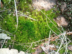 Campylopus introflexus