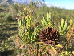 Leucadendron chamelaea