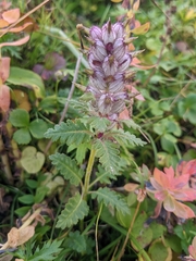 Pedicularis