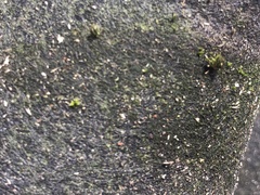 Tortula muralis