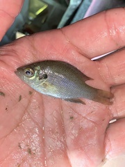 Lepomis