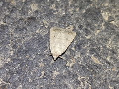 Caradrina montana