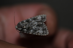 Acronicta marmorata