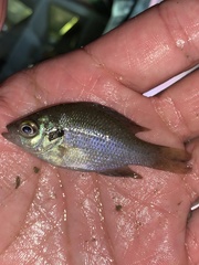 Lepomis