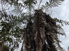 Dicksonia squarrosa