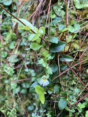 Euphrasia transmorrisonensis