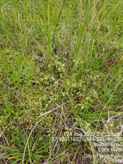Pimelea spinescens spinescens