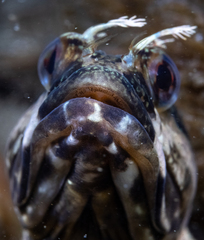 Neoclinus uninotatus