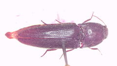 Melanotus mouldsi