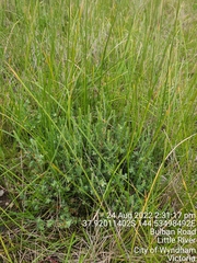 Pimelea spinescens spinescens