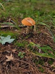 Leccinum aurantiacum