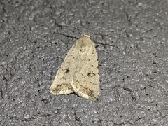 Caradrina montana