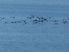 Phalacrocorax sulcirostris