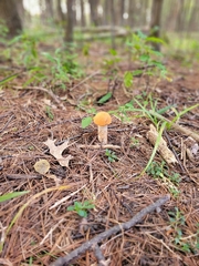 Leccinum aurantiacum