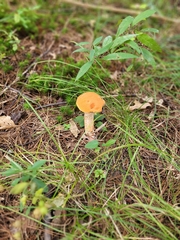 Leccinum aurantiacum