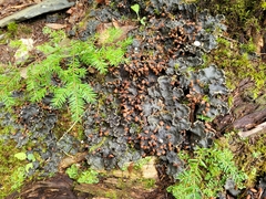 Peltigera praetextata