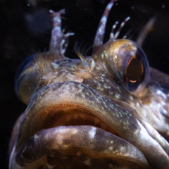 Neoclinus uninotatus