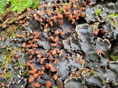 Peltigera praetextata