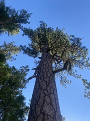 Pinus ponderosa