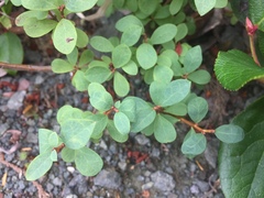 Vaccinium uliginosum