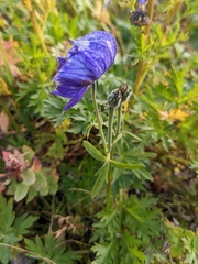 Aconitum delphiniifolium