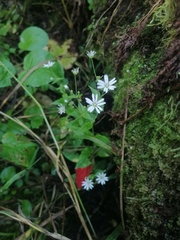 Stellaria bungeana