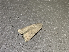 Caradrina montana