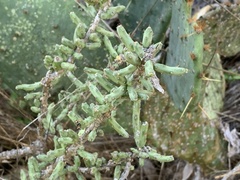 Cylindropuntia leptocaulis