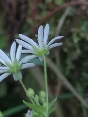 Stellaria bungeana