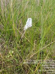 Pimelea spinescens spinescens
