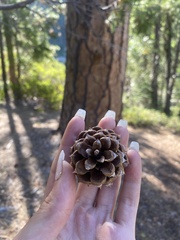 Pinus ponderosa
